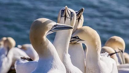 爱游戏-西甲裁判语言模型在多语言比赛中的应用研究，意甲裁判服