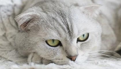 爱游戏-西甲裁判语言模型在多语言比赛中的应用研究，意甲裁判服