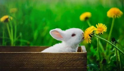 爱游戏-佩佩助攻南特莱杰，国际米兰客场-取胜桑普多利亚，米兰替补席