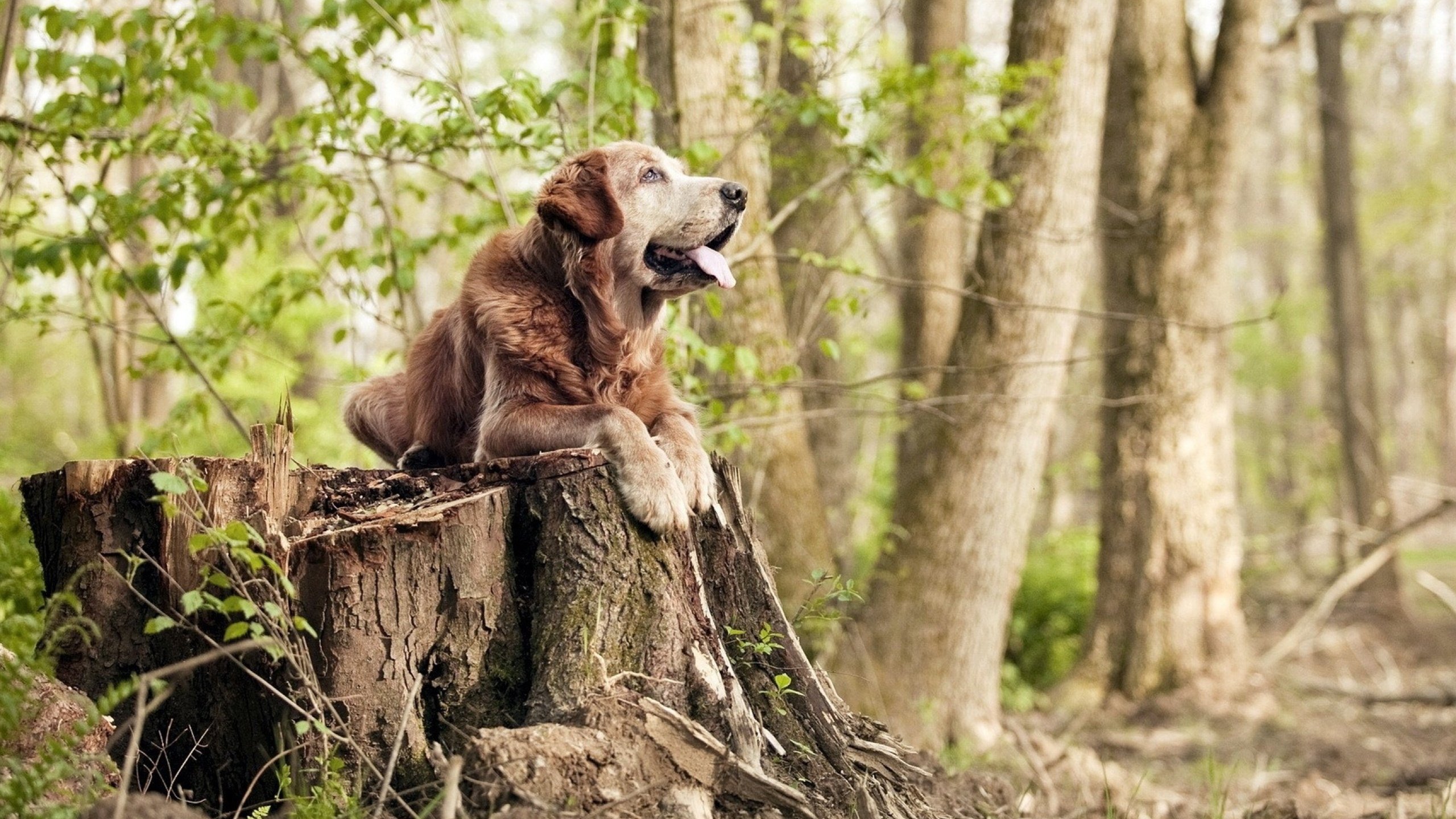 爱游戏体育（AYX）官方APP下载-格鲁吉亚女篮在欧洲锦标赛中崭露头角，迈向国际舞台，格鲁吉欧女王vs