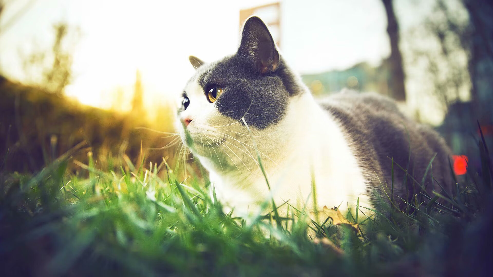 爱游戏综合娱乐-欧洲杯绝妙瞬间：战术配合与精彩射门层出不穷，欧洲杯 respect