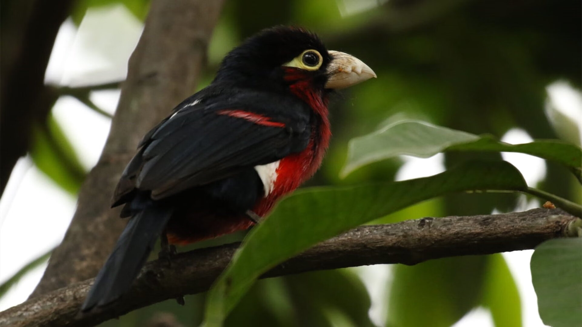 爱游戏登录入口-美洲杯逆境崛起：英雄的诞生时刻！，“美洲杯”