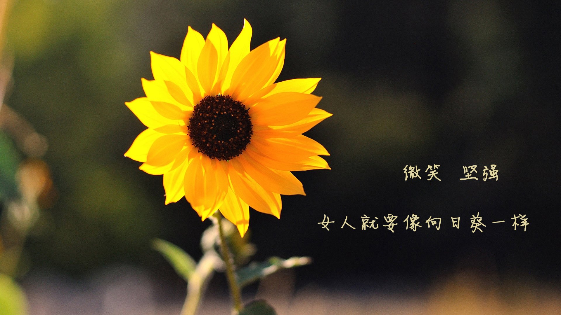 高校篮球战术公开课开讲知名教练分享实战经验干货,校园篮球赛战术