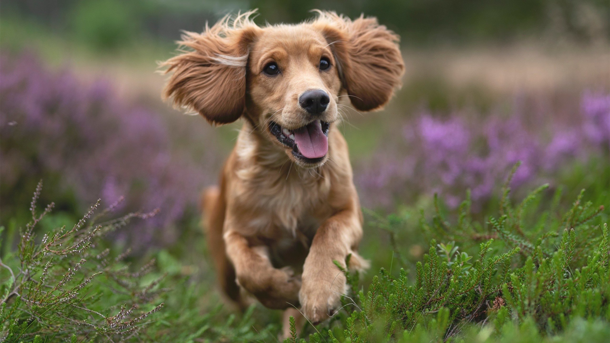 AYX SPORTS-麦克沃伊起跳精准 稳定领游全程，麦克沃伊游泳