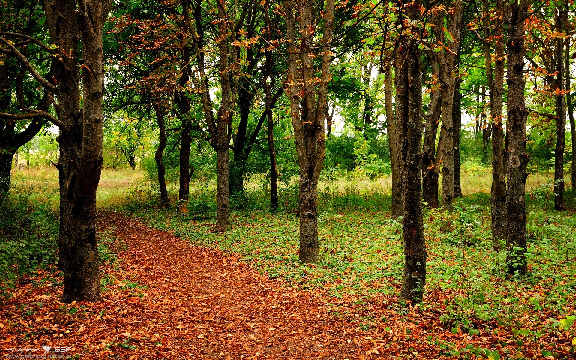 麦克沃伊起跳精准 稳定领游全程,麦克沃伊游泳